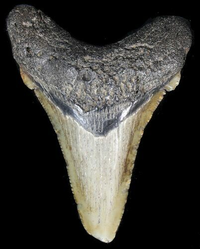Angustidens Tooth - Megalodon Ancestor #56649